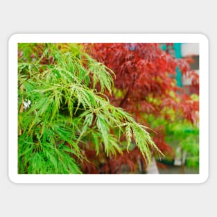 Green and Red Acer Leaves Sticker